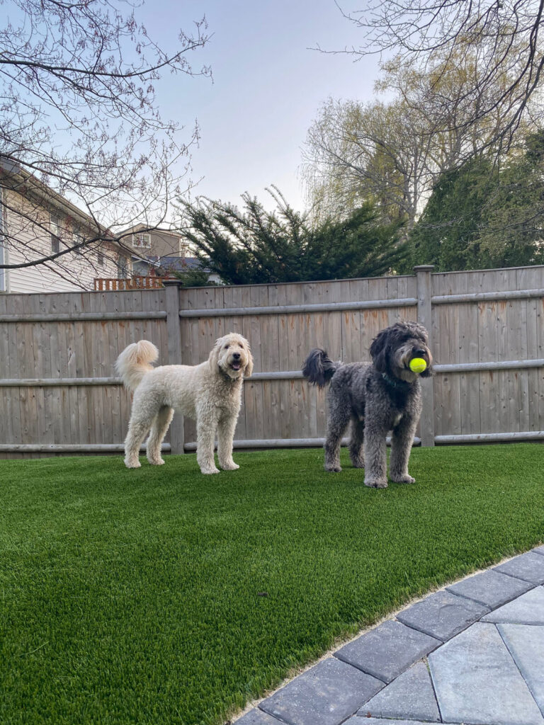 Pet Friendly Artificial Turf