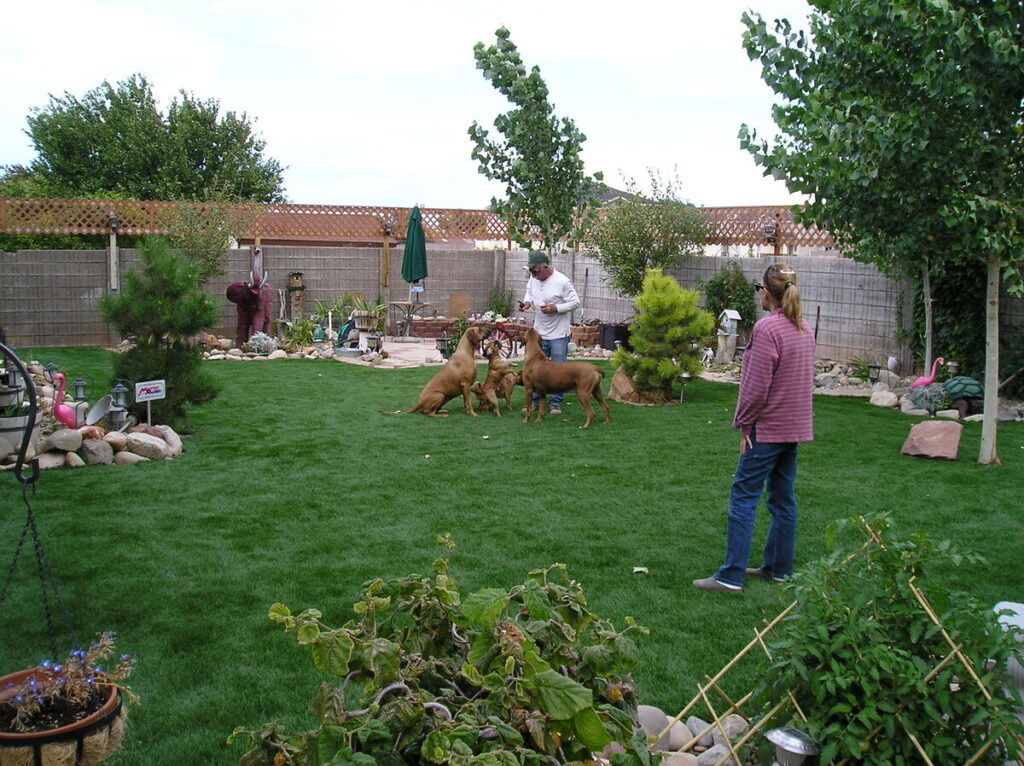 Backyard Pet Grass Utah