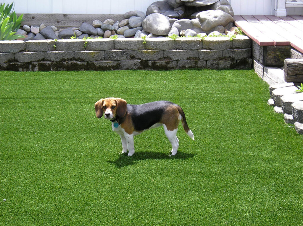 Dog on Park City Artificial Turf