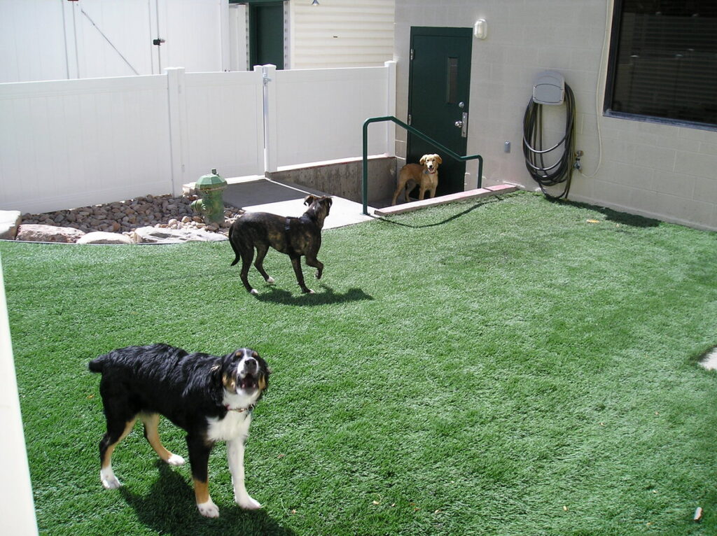 Vet Dog Grass