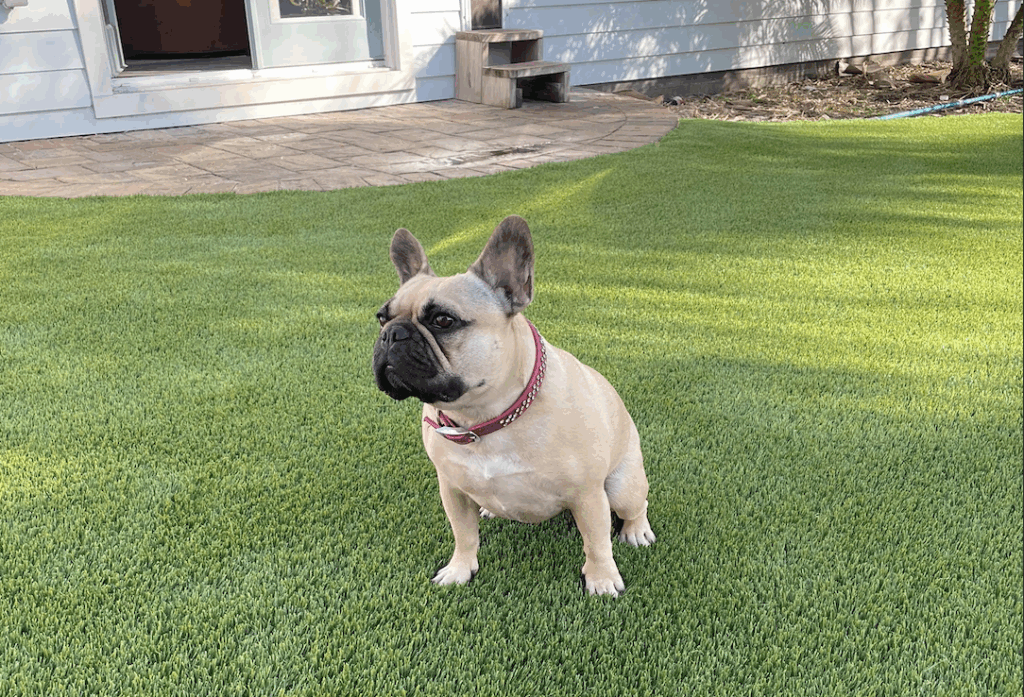 pet grass jacksonville florida happy dog