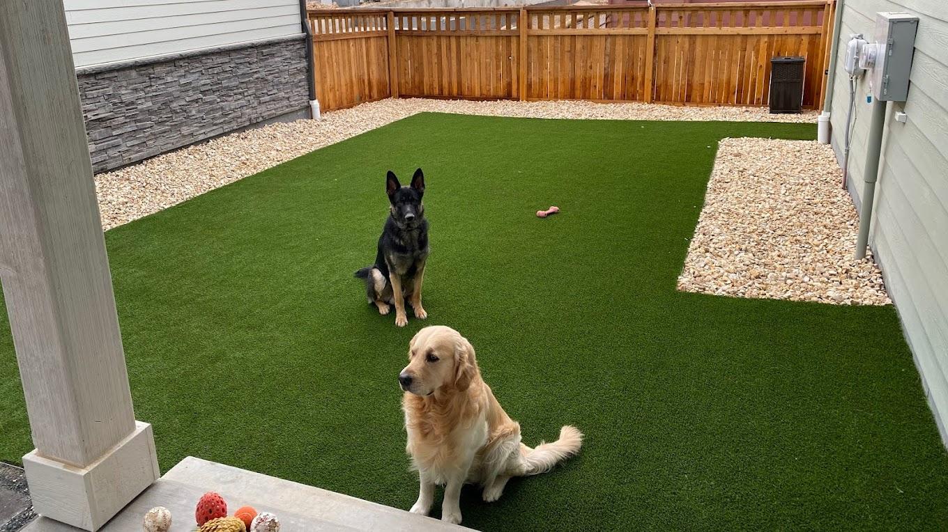 Pet Friendly Artificial Turf in Denver
