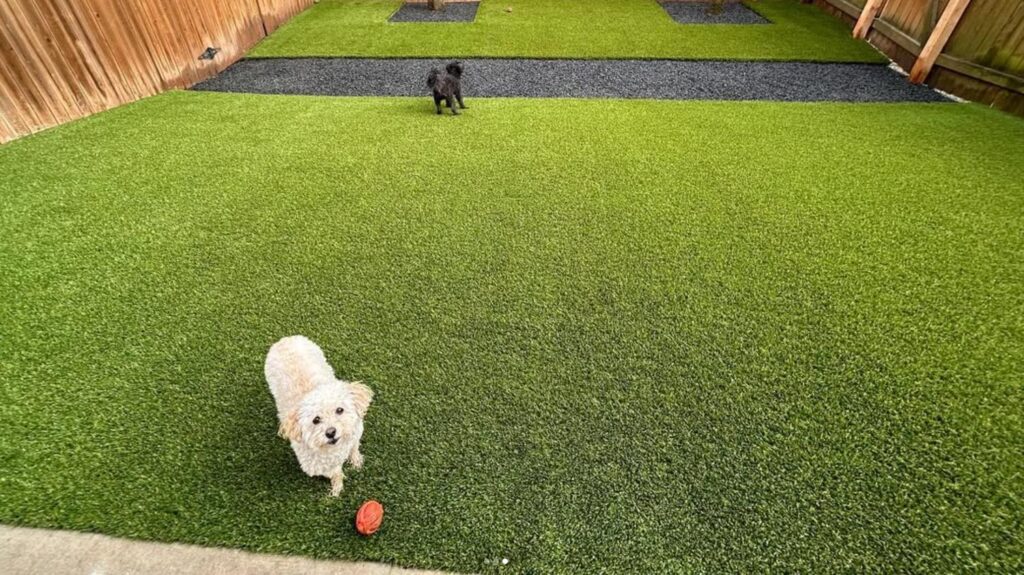 Pet-Friendly Artificial Turf in Austin