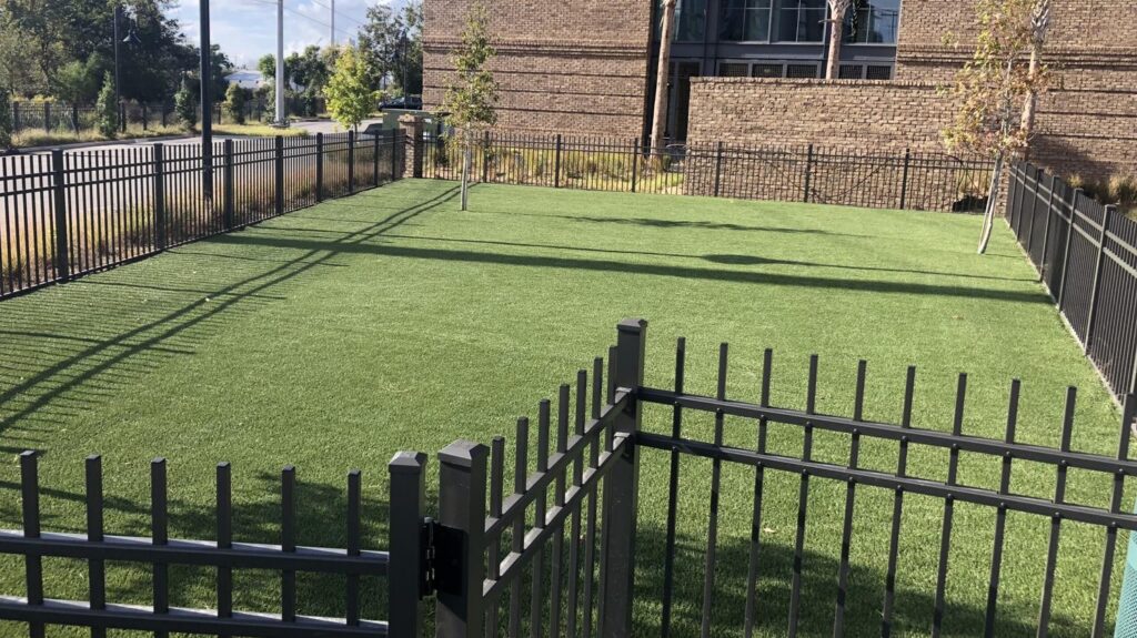 Dog Grass Charleston